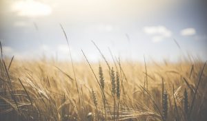 grano fertilità terra rinascita