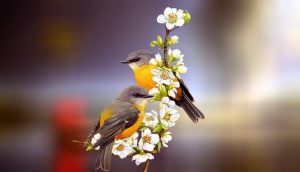 coppia felice