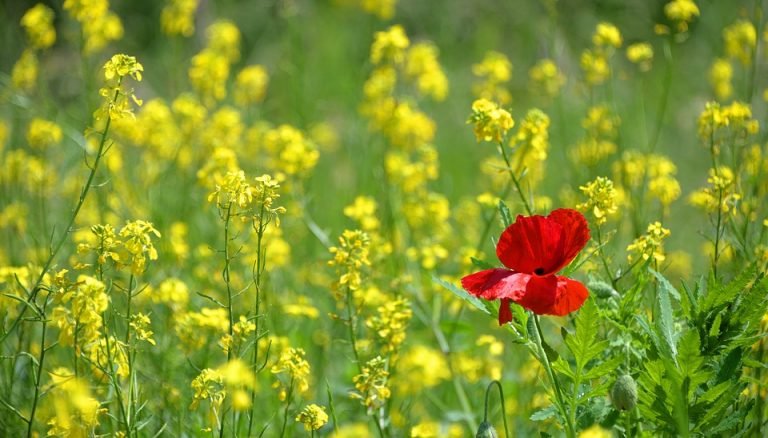 Non c’è niente di speciale ad essere normali: come vivere liberi grazie all’Eros