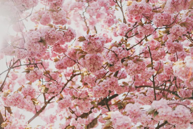 Pasqua e Hanami: è il momento della Rinascita. Come ritrovare l’Equilibrio Interiore