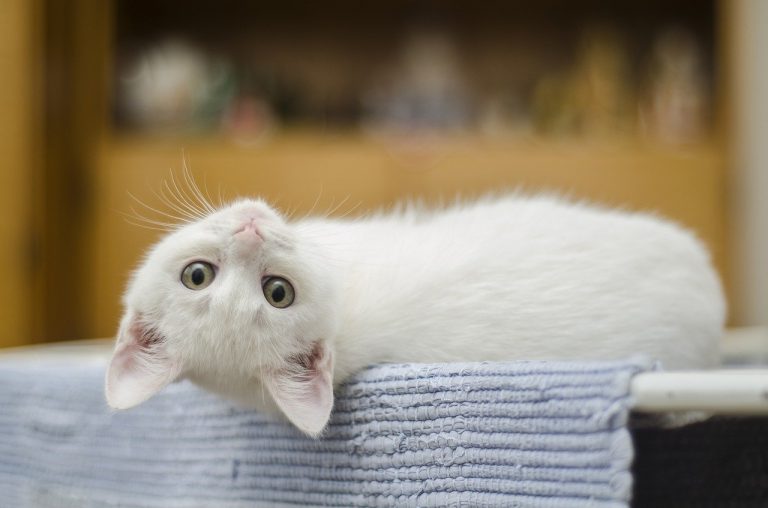 I gatti: 3 insegnamenti dal mondo felino