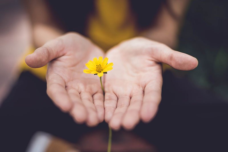 Mani che porgono fiore giallo