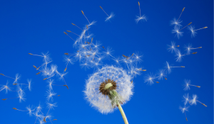Come liberare l’Intuizione e Realizzare i propri Desideri