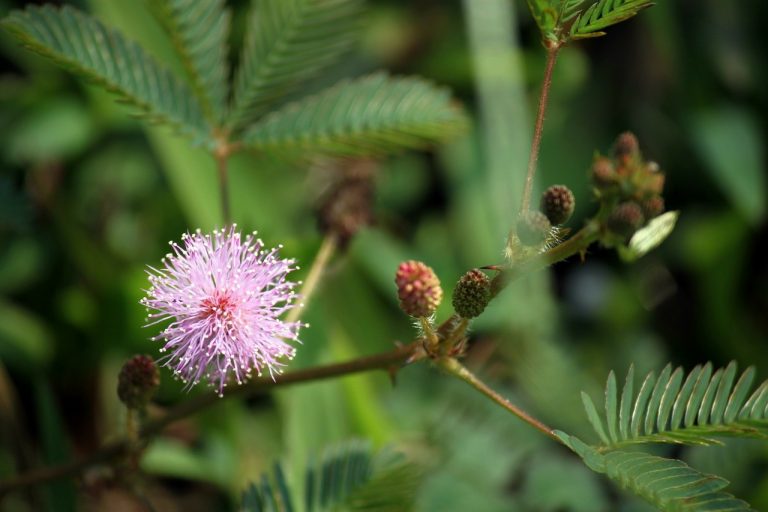 La Mimosa Pudica: quando le piante hanno memoria e fanno esperienza