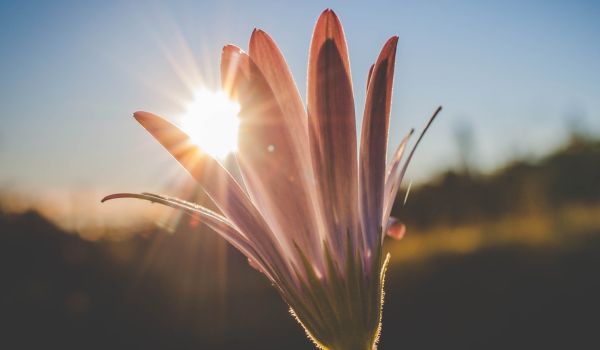 Volere una storia d’amore con la Tecnica dei 101 Desideri