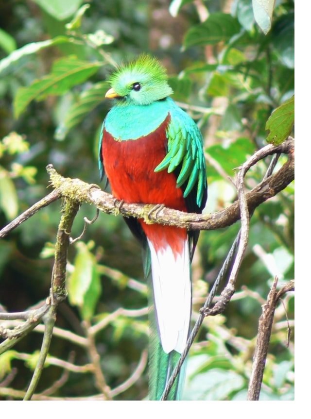 quetzal splendente