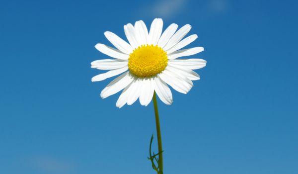 Destino, Disobbedienza e Desideri: come smettere di dire “Se avessi…”